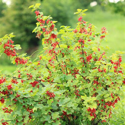 Red Currant Bush – Northern Ridge Nursery