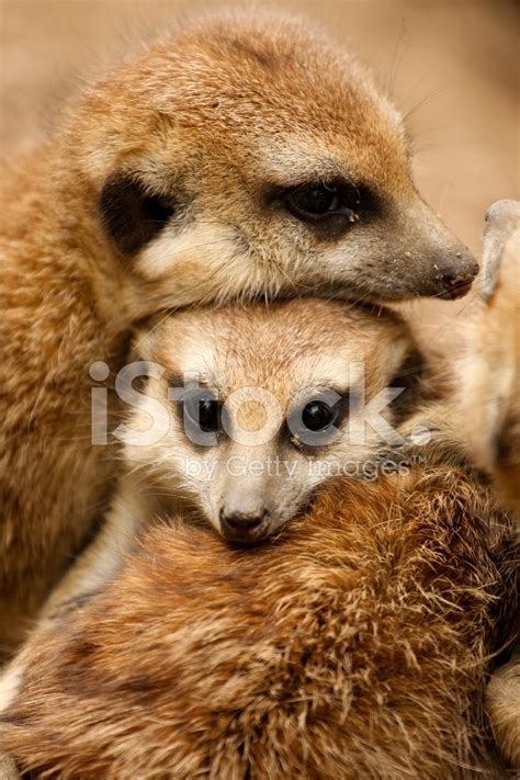 Meerkat Family Stock Photo | Royalty-Free | FreeImages