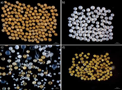 Frontiers | The Glomeromycota in the Neotropics