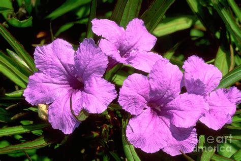 Ruellia Brittoniana Photograph by Sally Mccrae Kuyper/science Photo ...