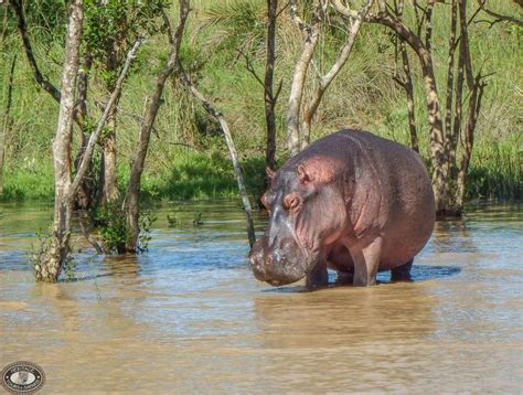 Hippo Mating & Gestation - St Lucia South Africa