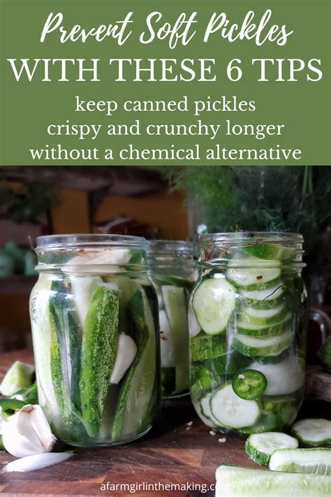 6 Tips for Crisp Pickles | Prevent Soft Pickles | Canning pickles ...