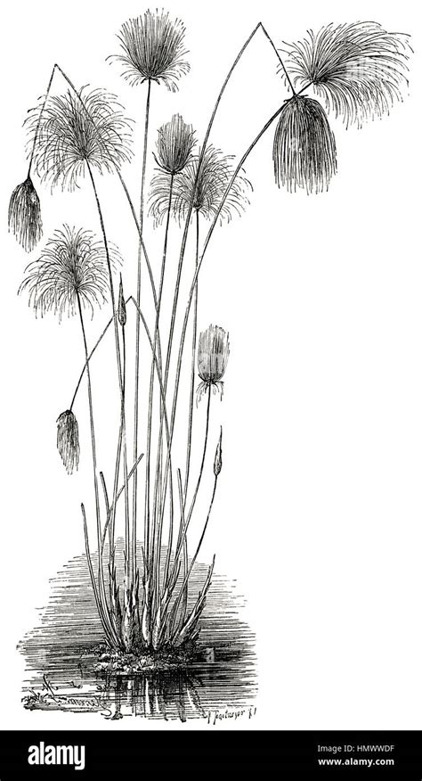 Papyrus Plant Drawing - Ajor Png