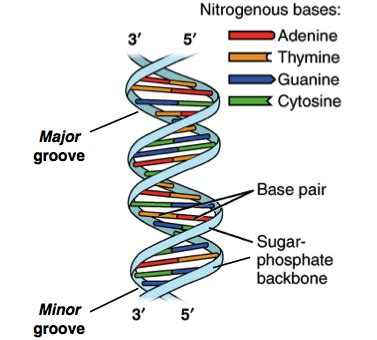 Zoom in from cell to DNA : r/educationalgifs