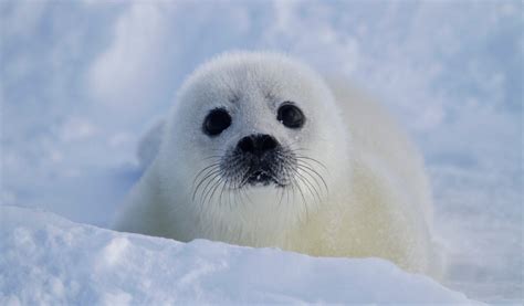 Adorable bebé foca :: Imágenes y fotos