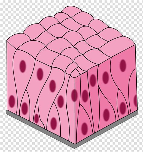 Simple columnar epithelium Pseudostratified columnar epithelium Simple ...