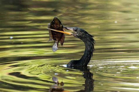 Anhinga vs Cormorant: 12 điểm khác biệt chính ⋆ Cá cảnh mini