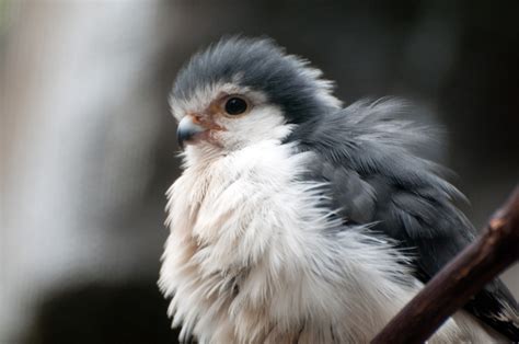 Baby falcon : aww