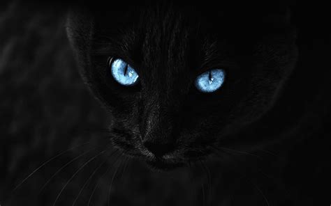 Download wallpapers Bombay Cat, blue eyes, pets, close-up, black cat ...