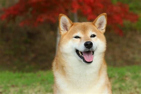 Shiba Inu Lifespan: How Long Do These Pups Live? - A-Z Animals