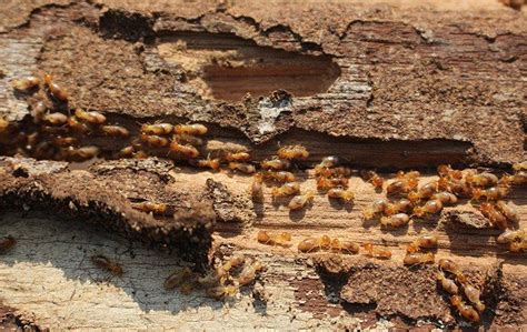 Blog - Step-By-Step Guide To Spotting A Termite Infestation In Your ...