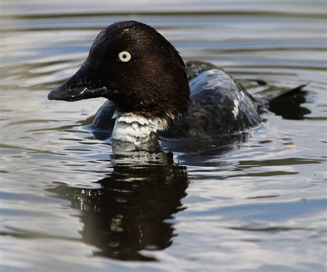 Common Goldeneye - female | Flickr - Photo Sharing!