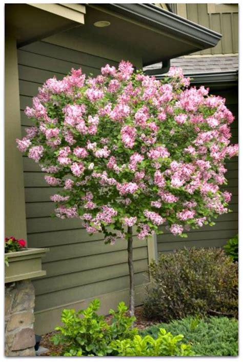 Dwarf Korean LILAC tree. Red purple buds that open to fragrant pale ...