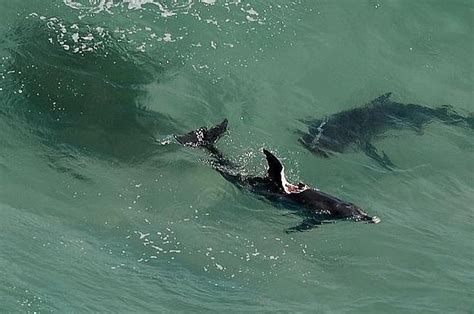 Two Monster Sharks Are Eating Dolphins And Closing Australian Beaches