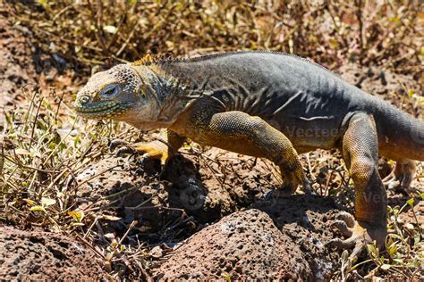 Land Iguana in Galapagos Islands 803169 Stock Photo at Vecteezy