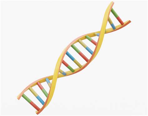 3D asset DNA Double Helix | CGTrader