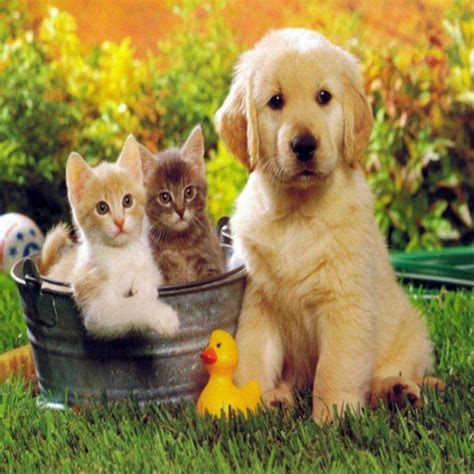 Cute Cat Dog Wallpaper | PixLith