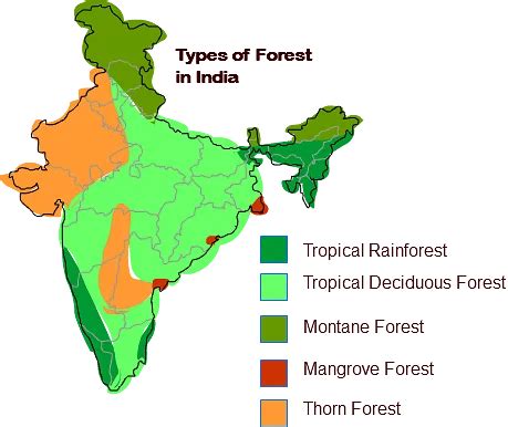 Tropical Thorn Forests