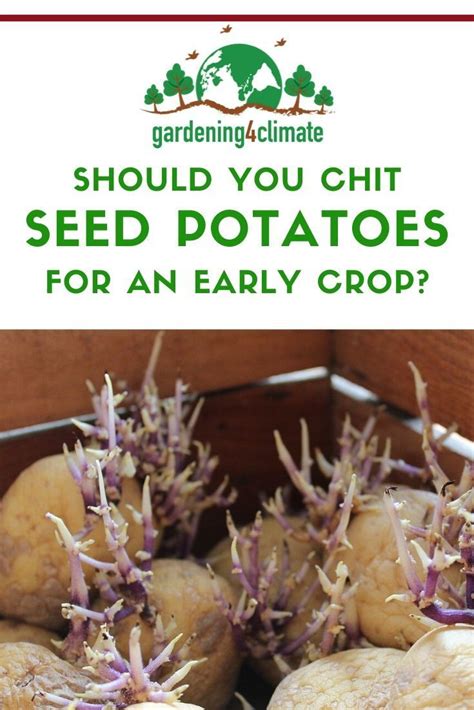 Sprouting Potatoes: What Are The Benefits? | Sprouting potatoes ...