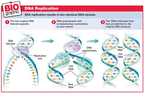 Prokaryotic DNA Replication- Enzymes, Steps and Significance