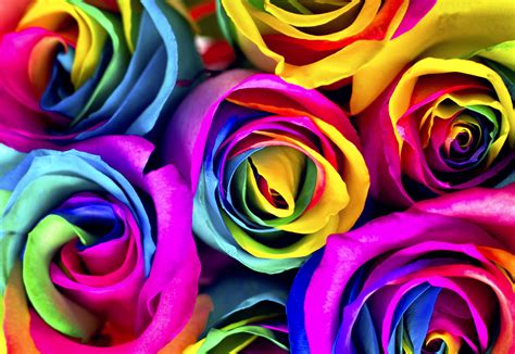 Flowers to dye for: How to make rainbow roses | Jewish Journal