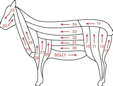 Professional Shearing—Step by Step Instruction - Premier1Supplies Sheep ...