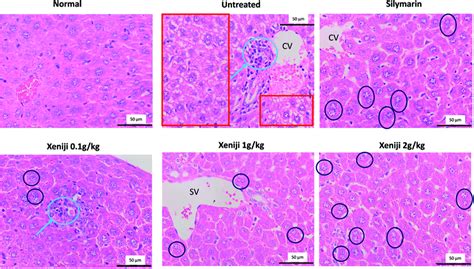 Hepatocyte Histology