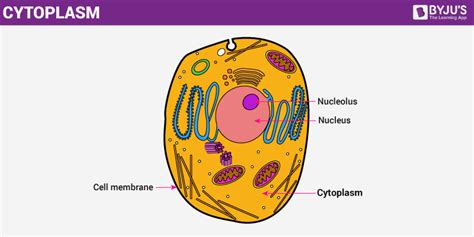 Cytoplasm - An Overview of its Structure And Functions