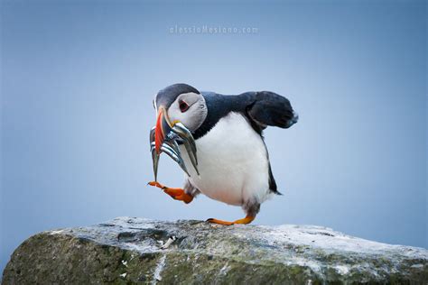 Puffin - Fratercula Arctica | Atlantic Puffin with sandeel i… | Flickr