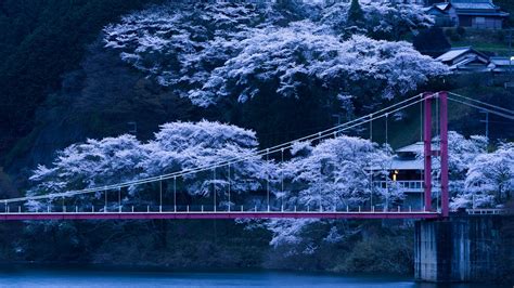 Sakura Trees Wallpapers - Wallpaper Cave