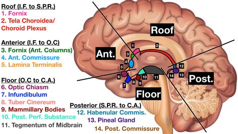 Cerebral Aqueduct Diagram