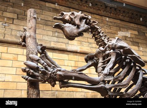 A fossilised Giant Sloth skeleton in the Natural History Museum, London ...