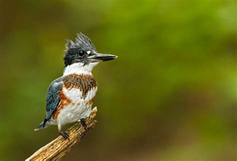 Kingfisher Symbolism & Meaning (+Totem, Spirit, & Omens) | World Birds