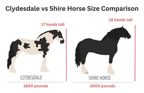 Shire Horse Vs Clydesdale