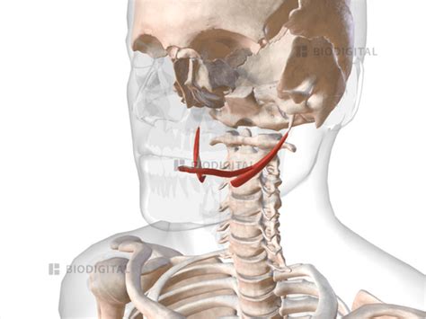 Styloglossus | BioDigital Anatomy