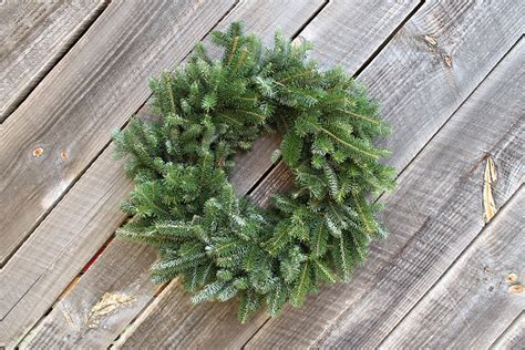 24"-26" Live Fraser Fir Wreaths for Sale