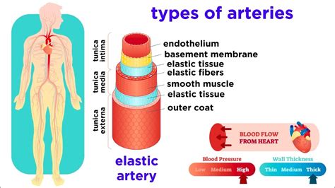 The Circulatory System Part 2: Blood Vessels - YouTube