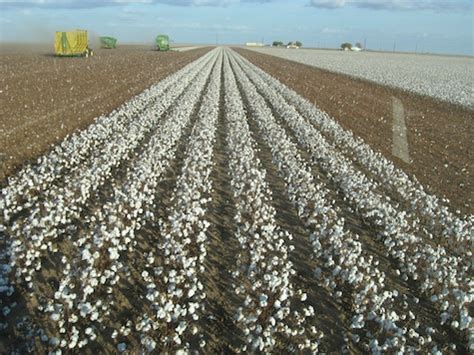 US Cotton Production to Fall 18%, China 19% – Sourcing Journal