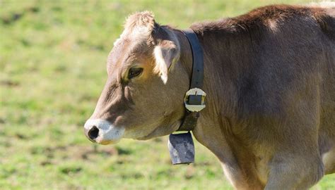 Brown Swiss Cattle: Pros & Cons to Raising Brown Swiss Cows