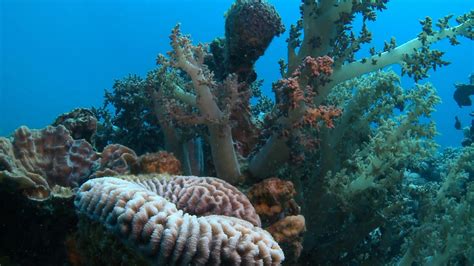 Artificial coral reefs in the Gulf of Aqaba - An underwater documentary ...