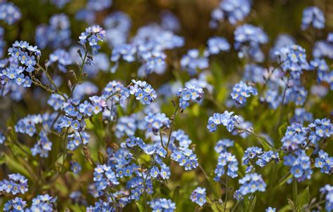 How to Grow and Care for Forget-Me-Not Plants