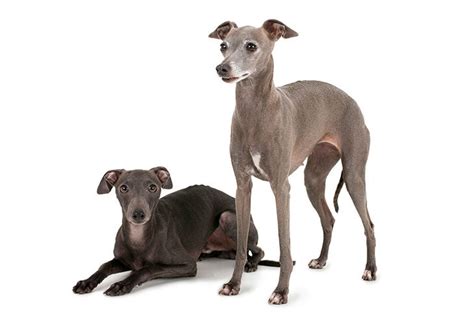 Italian Greyhound Dog Breed Information