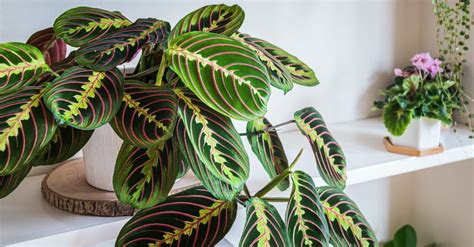 Cuidados de la Maranta leuconera | Blog Verdecora