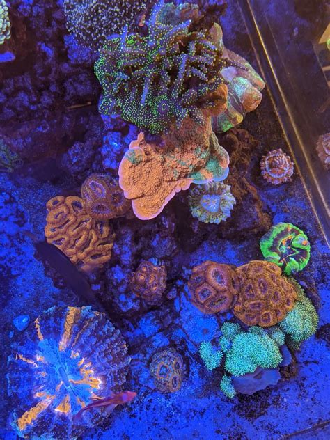 Build Thread - Andre's Red Sea Reefer Peninsula 500 | Page 2 | Reef2Reef