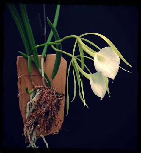 Orquídea Brassavola: Fotos, guía para su cultivo y cuidado