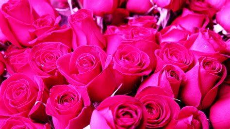 Pink Roses Backgrounds - Wallpaper Cave