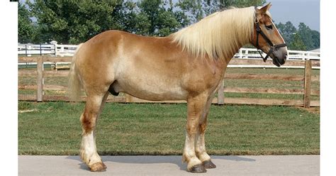 Belgian Draft Horse