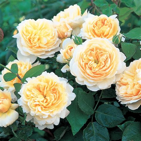 Crocus Rose | English Shrub Rose | David Austin Roses