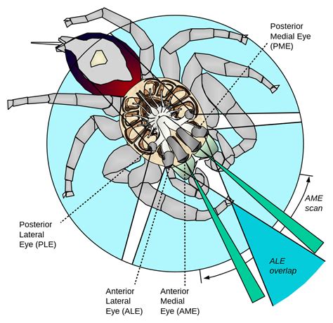 The Amazing World of Jumping Spiders: from Peacocks To Portias