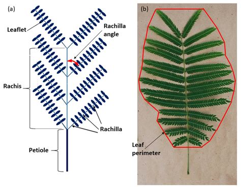 Biology | Free Full-Text | Bi-Pinnate Compound Serianthes nelsonii Leaf ...